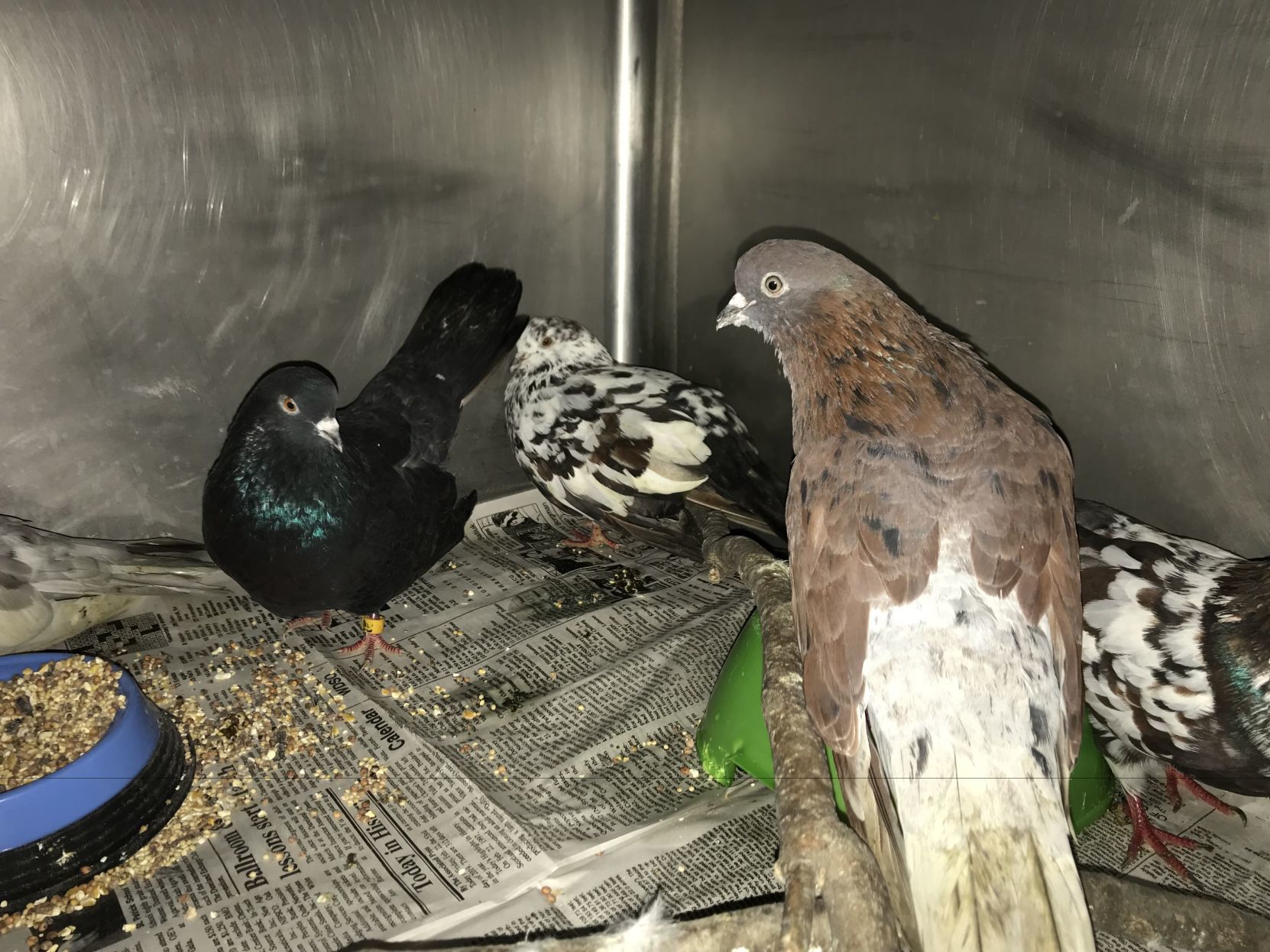 Gallery: Humane Indiana Wildlife and Education Center